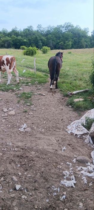 Vând mânză,mai multe detalii la telefon