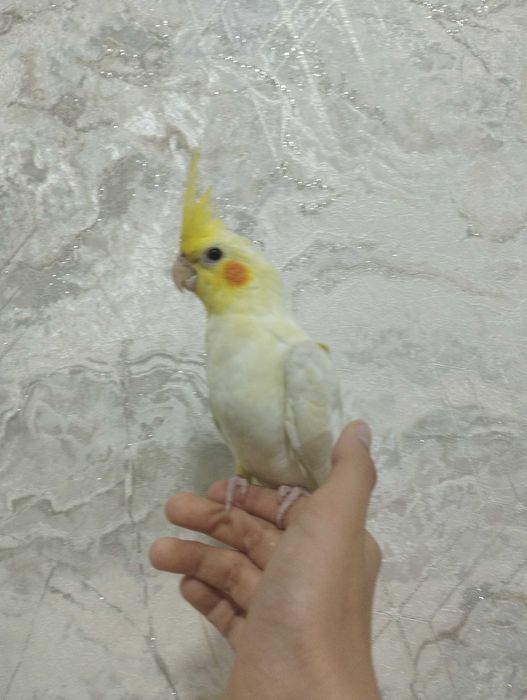 Продаются Ручной корела