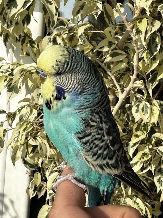 Выставочный Чех.