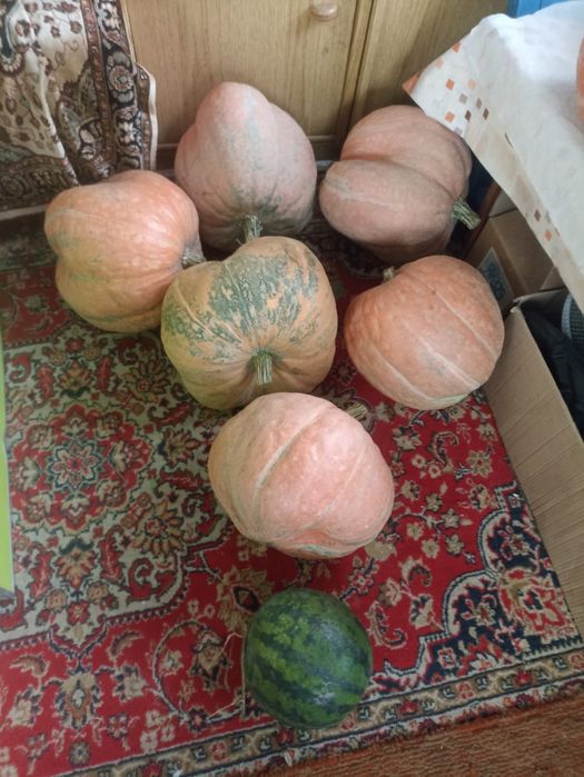 Продаётся дачная  тыква