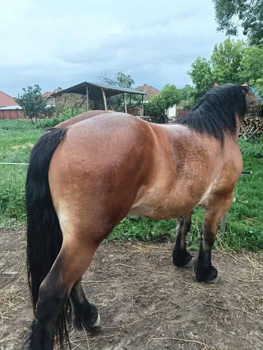 Manza blanda de vanzare