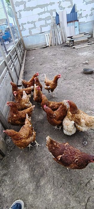 Ломан браун тауықтар