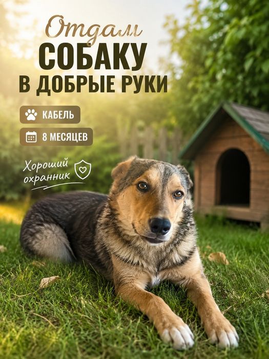 Отдам в добрые руки