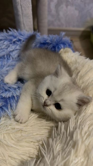 Щиншила.3 мальчика.1 девчонка.