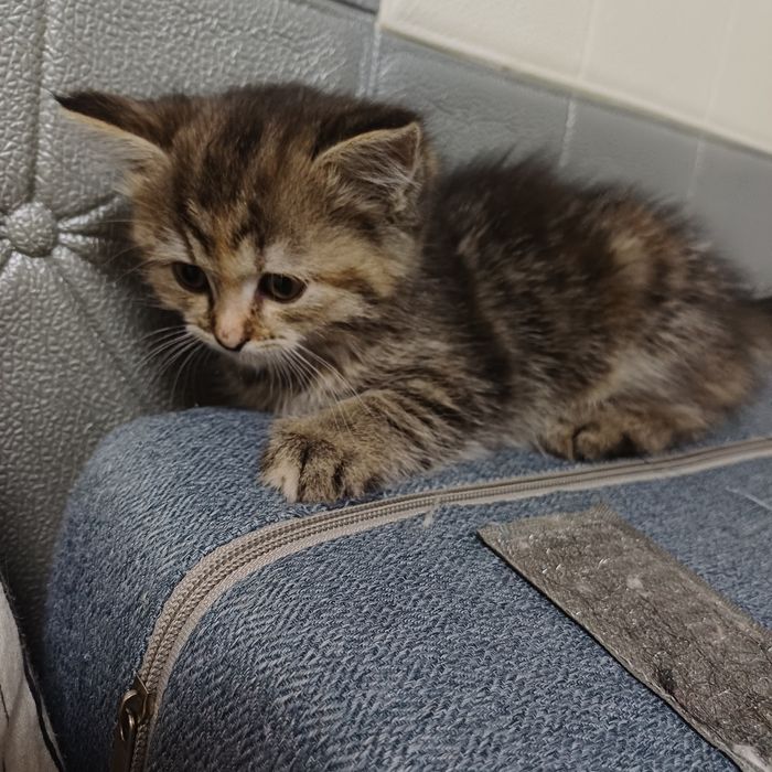 кошечка ласковая