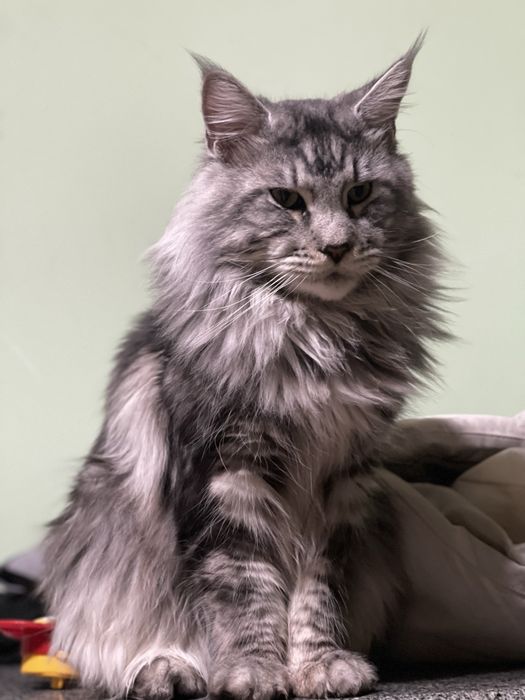 Мейн Кун вязка.