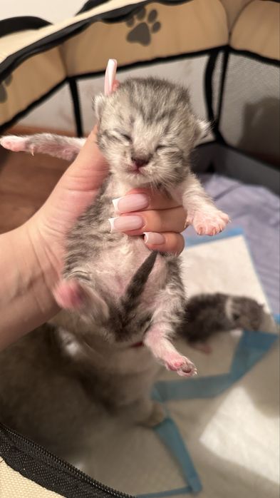 Шотландские котята