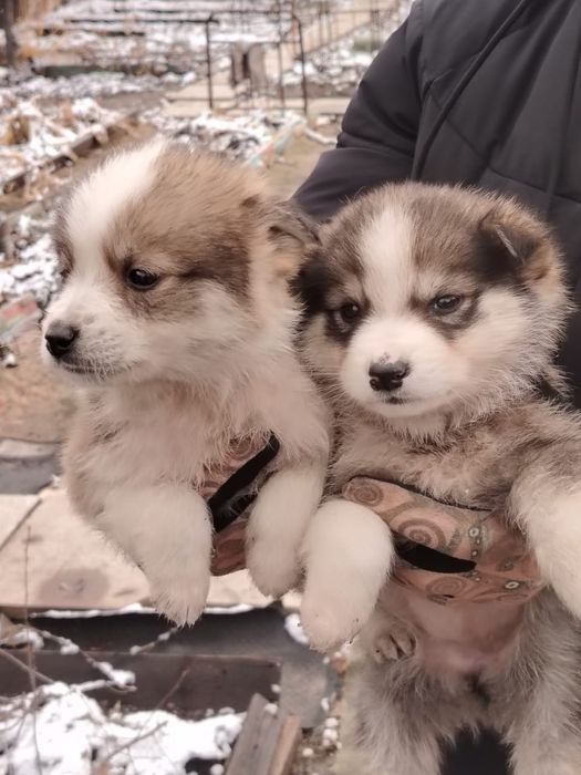 Отдам щенка в добрые руки