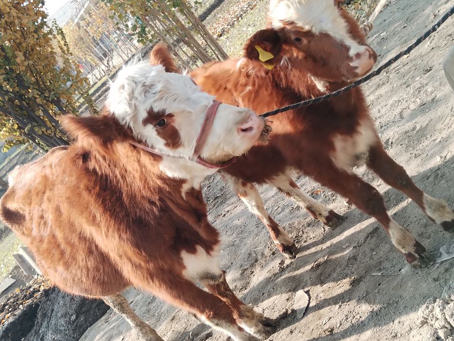 Ona bola grenford sigir