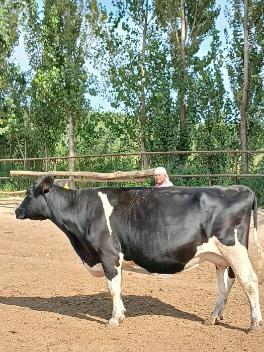 Qora mollar sotiladi