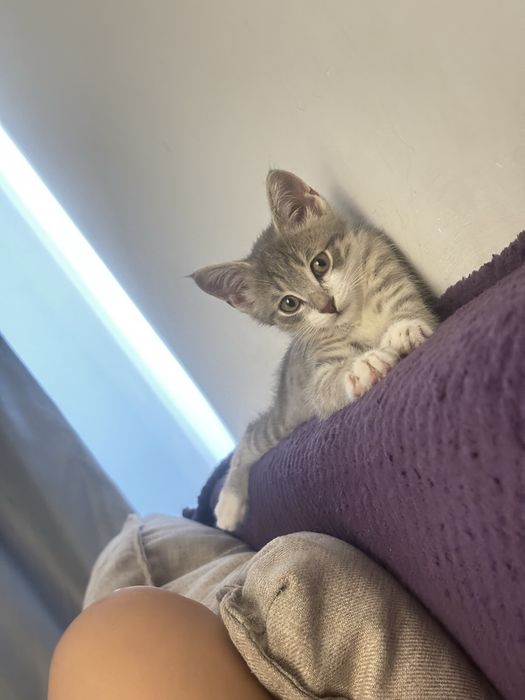 Кошка, котенок))
