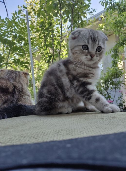 Срочно продается котенок Скоттиш фолд окрас мрамор .3.5 месяца