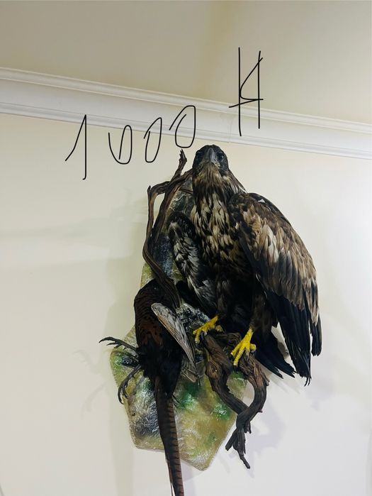 Tirik hayvonlarni mulyaji sovg’agayam Ajoyib tanlov