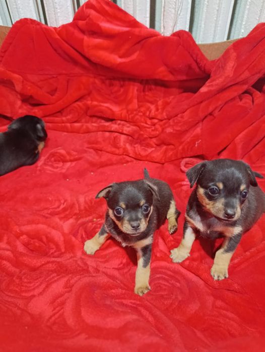 Щенки той-терьера