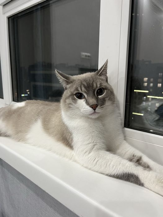 Вязка кота линкс поинт!