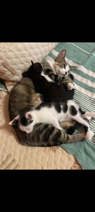 Котета търсят дом