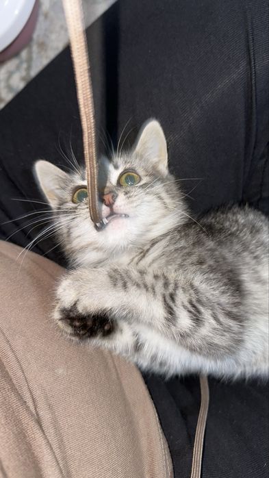 Котенок в добрые руки