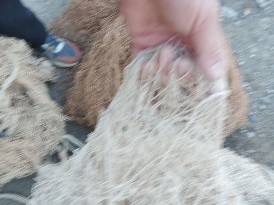 Балик тур сотилади