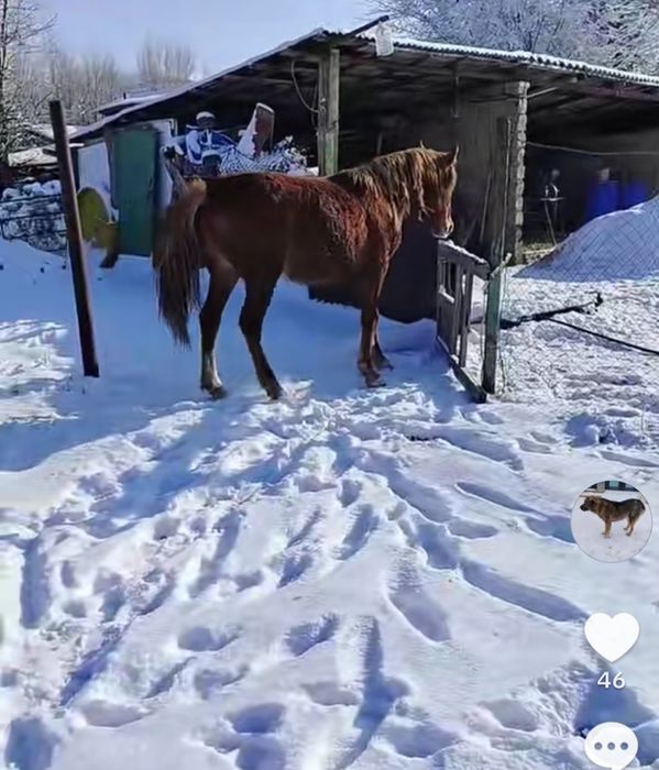 Семиз кунан сатылады