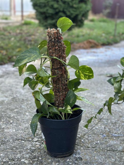 Turn moss premium chile