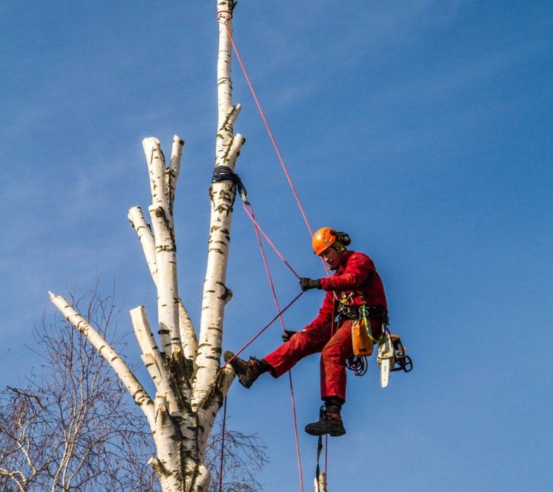 Промышленный альпинизм спил деревьев. Альпинист на дереве. Арборист профессия. Спил деревьев альпинистами. Промышленный альпинизм спил деревьев.