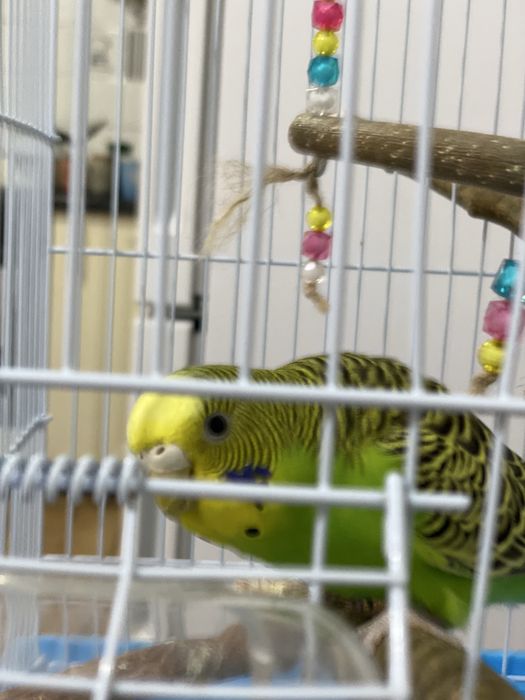 Продаются пара волнистых попугаев