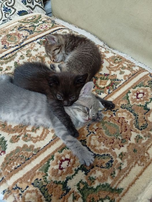 Домашний котята ищет дом