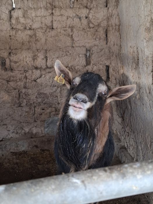 алпийски теке ,жақсы теке