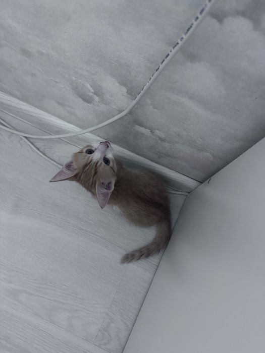 Котята бесплатно