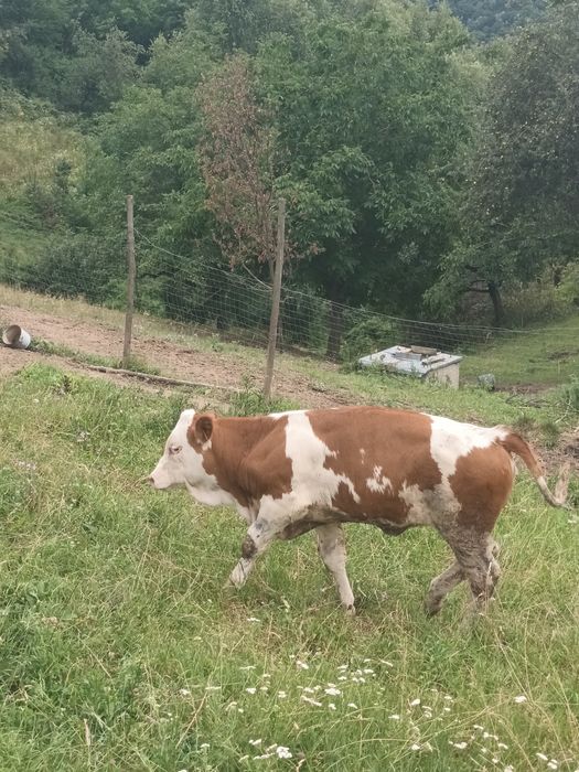 Vând vitica din mamă foarte bună de lapte, de 4 luni și jumătate.