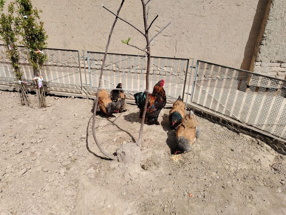 Brama Tuxumlari Sotuvda Zakasga Xam Yegib Beraman