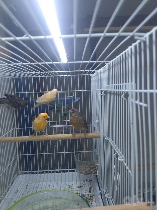 Канарейкалар сотилади