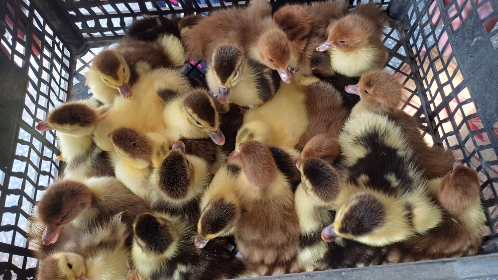 Индаутка балапаны