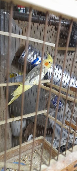 Papugay Sanoqli qoldi