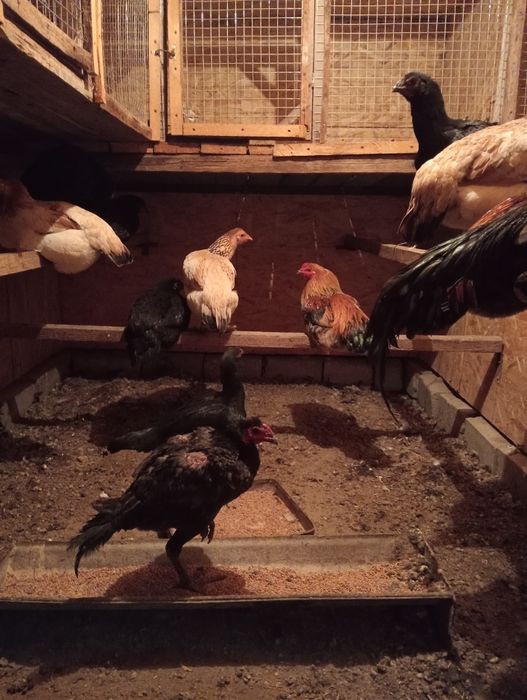 Тауык кораздар сатылды