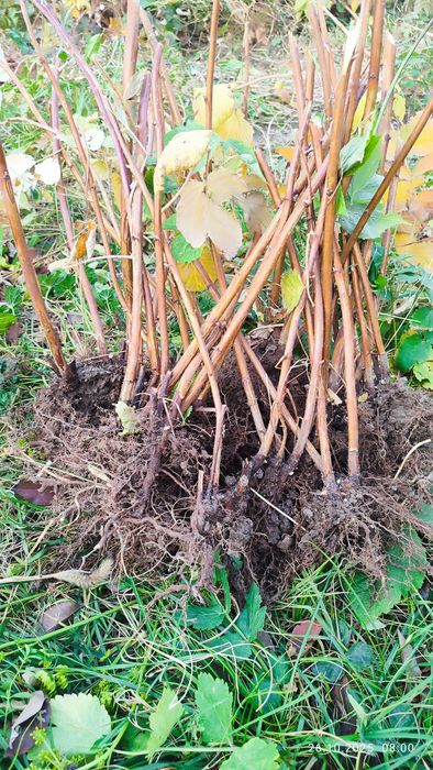 Продам саженцев малины