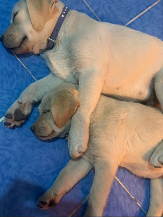 Лабрадор ретривер