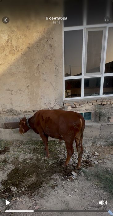 Buqqalar sotiladi ARZON