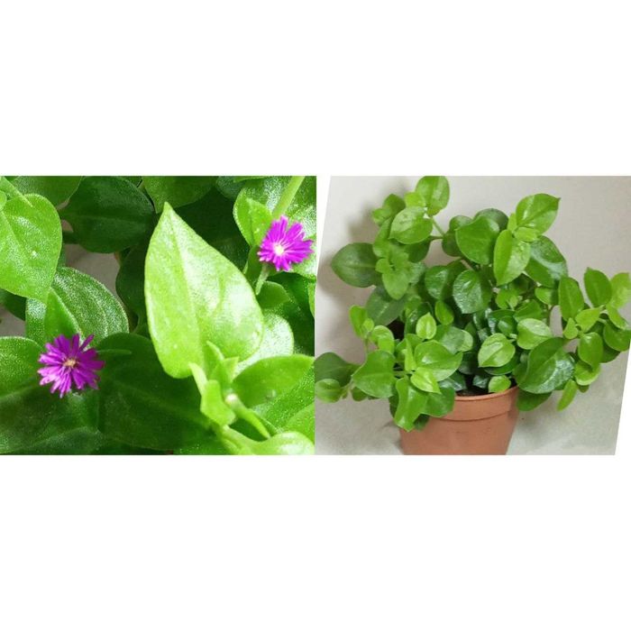 Продам. Аптения - эффектное, декоративное растение.