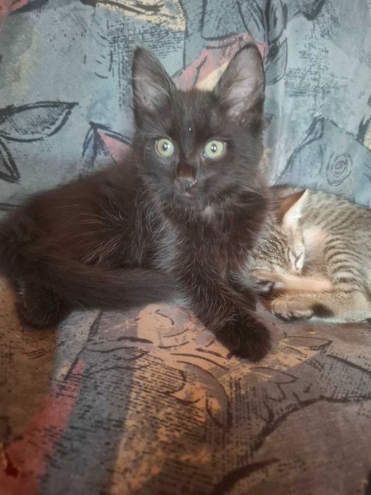 Pisoiasi pt adoptie