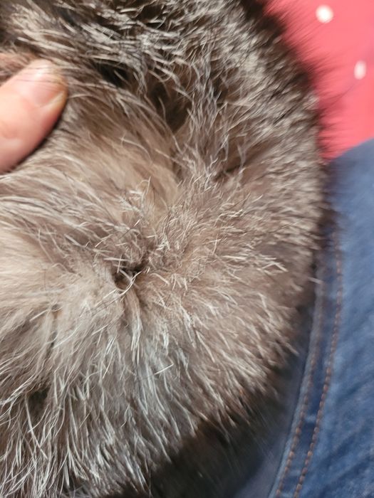 Caciula din bana naturala vulpe argintie