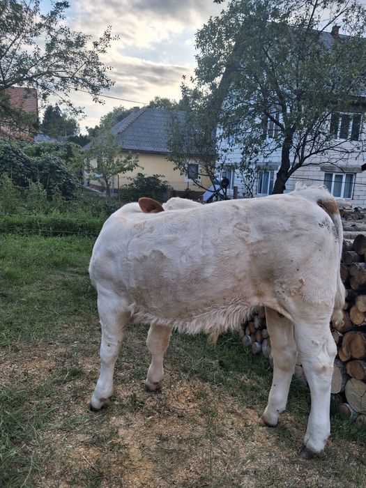 Vînd vacă cu vitel
