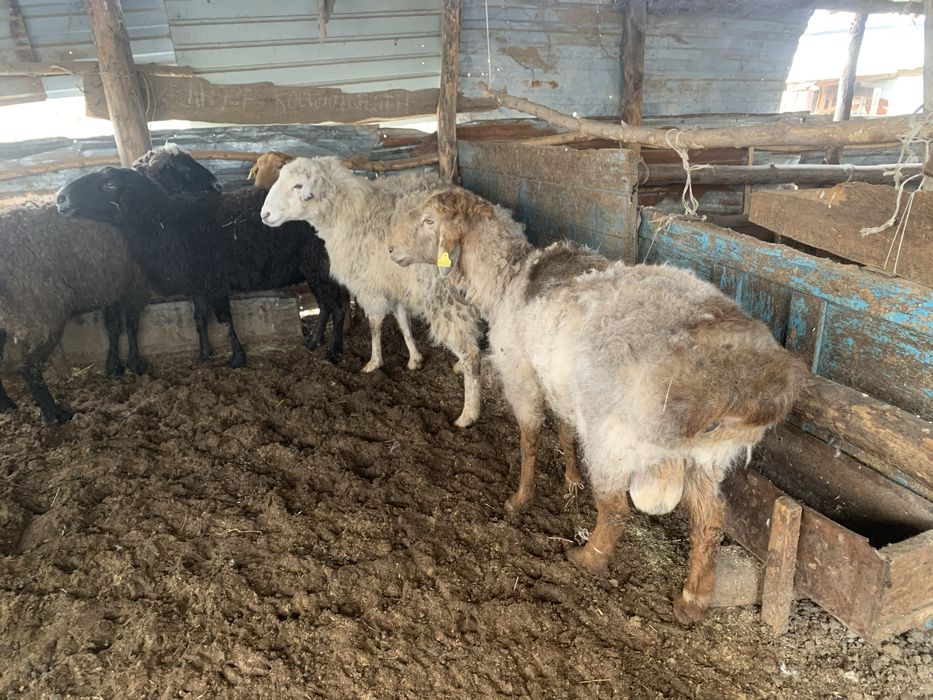 Семіз қойлар сатылады