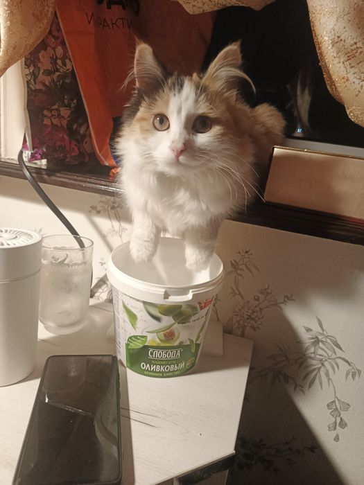 Пристраивается девочка в добрые ручки