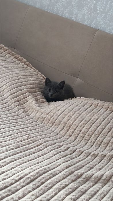 Продается 2мес шатландский кошка