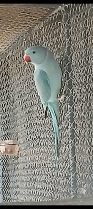 Vând micul Alexandru maturi gata de cuib .