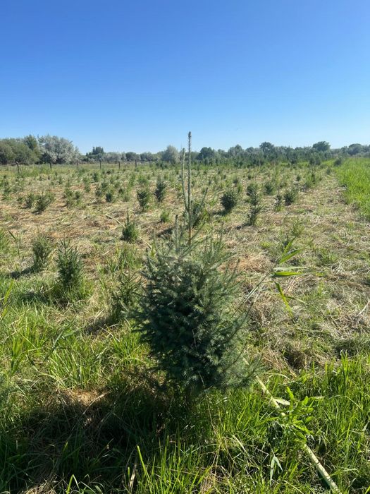 Живые ели / ёлки