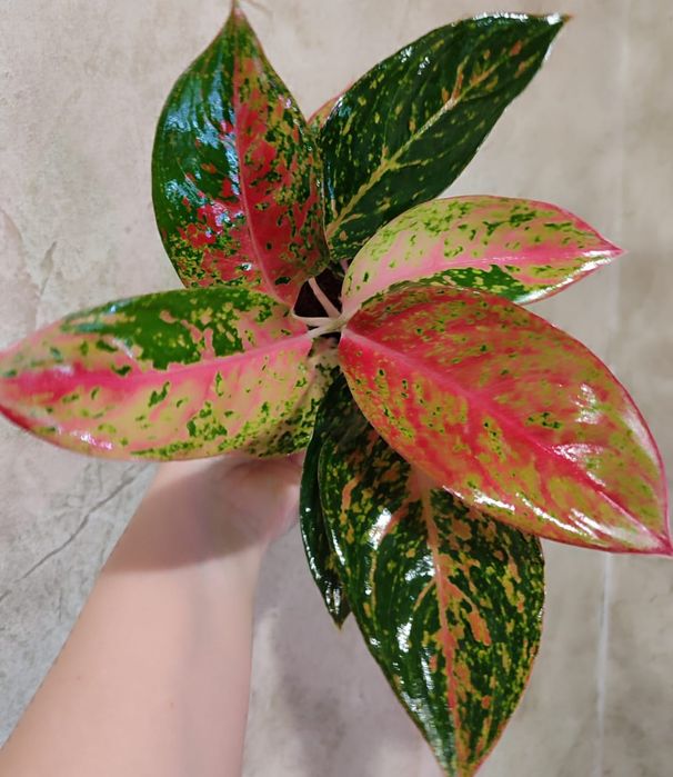 Аглаонема разных сортов