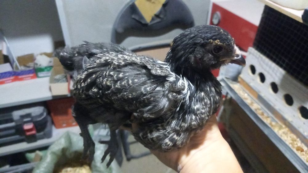 Амераукана балапандар