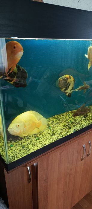 Продам большой аквариум.